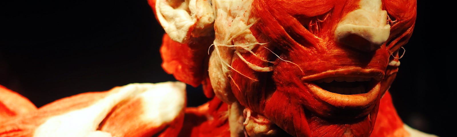 Image of a human being’s muscles and cartilage under the skin.