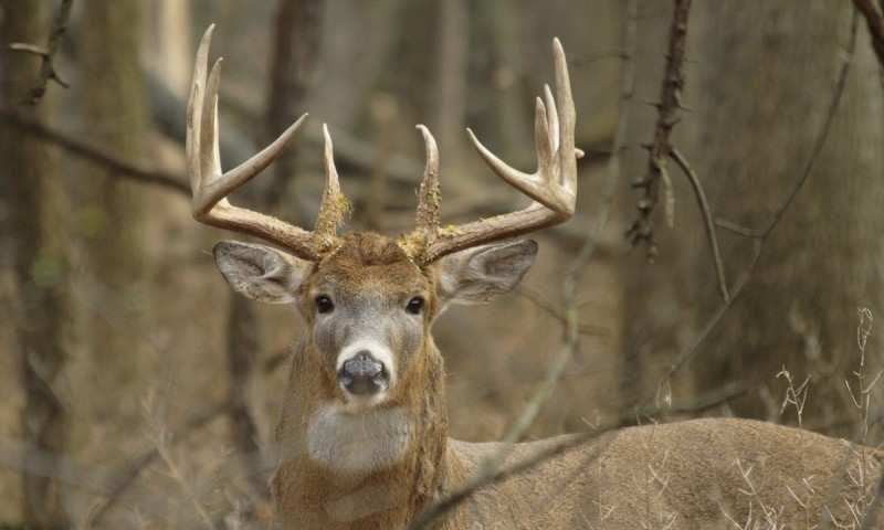 outdoorhub-bring-big-bucks-mock-scrape-2014-10-23_12-21-55-800x533