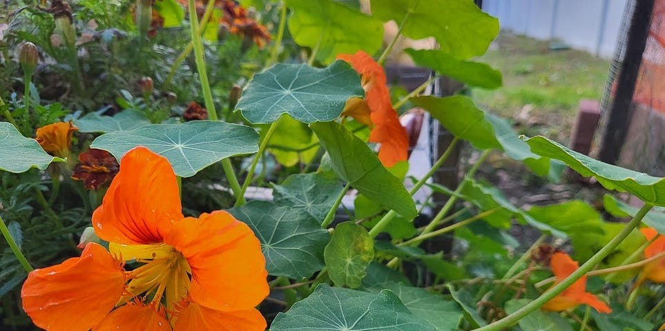 Orange nasturtiums in bloom in my own garden, with lots of green leaves around them. It’s so exciting to finally see flowers that were once little seeds!