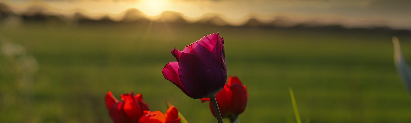 tulips on a field of grass with the sun rise glowing