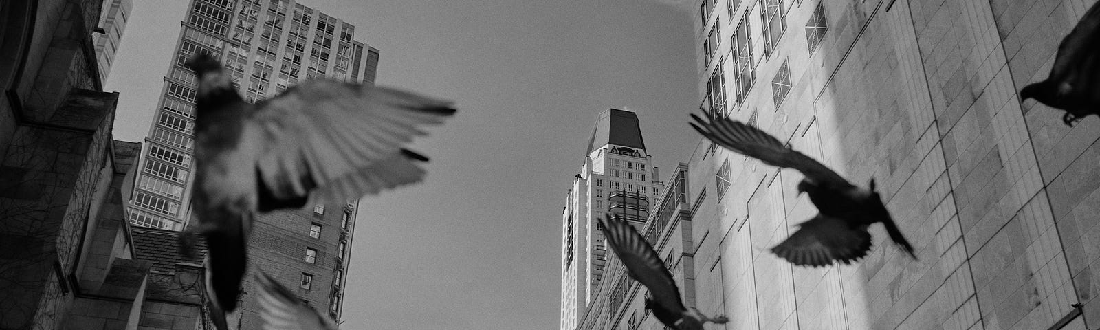 birds flying low in the city