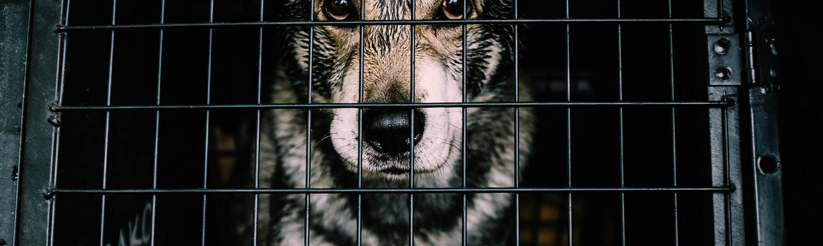 Frightened, caged dog