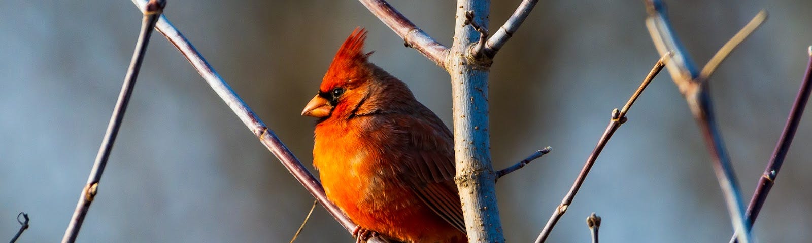 Northern Cardinal male.
