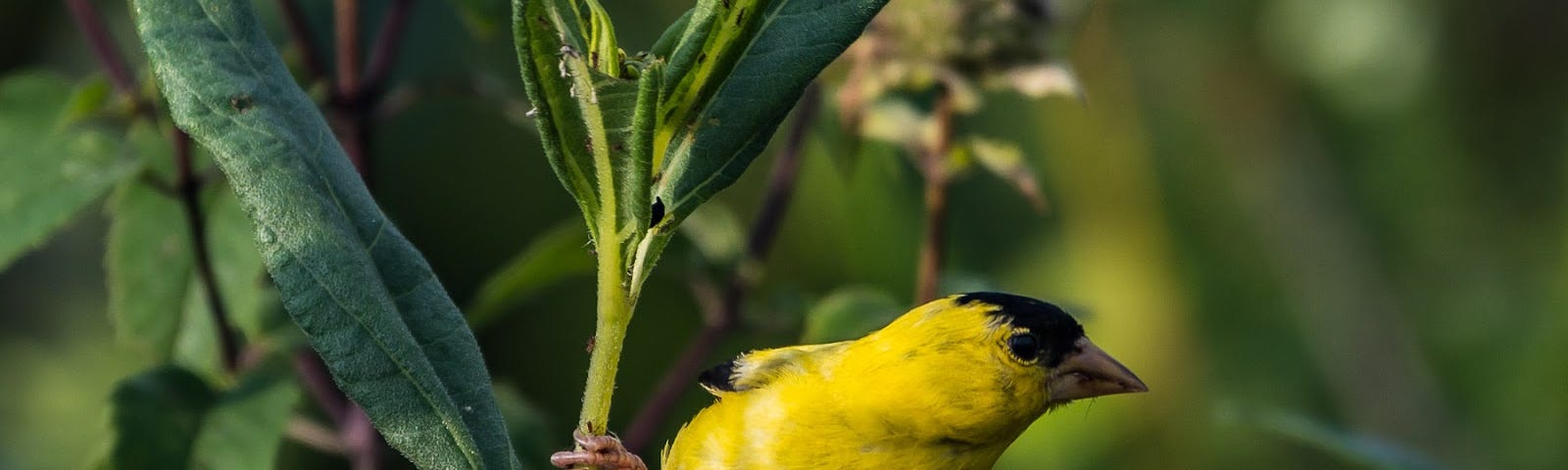 American Goldfinch male. © 2021 Randy Runtsch.