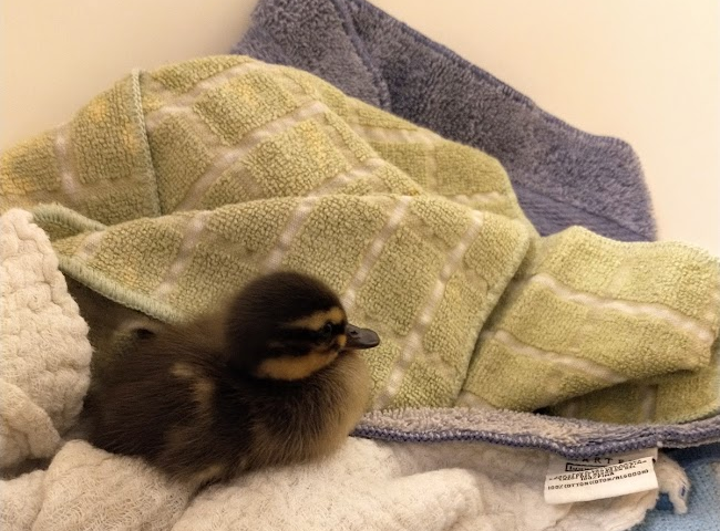 A small brown duckling with yellow highlights sits in a nest of a green, white, and blue washcloth in a cardboard box.