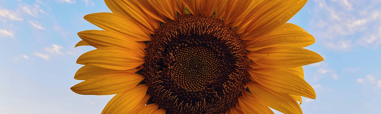 A sunflower representing both plants and joy