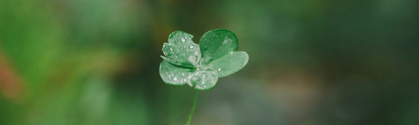 Hand with light green sweater cuff holding a four-leafed clover