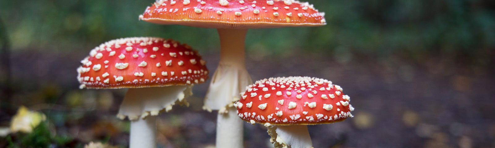 Red, white-spotted Amanita muscaria (or fly agaric), a poisonous toadstool found almost worldwide.