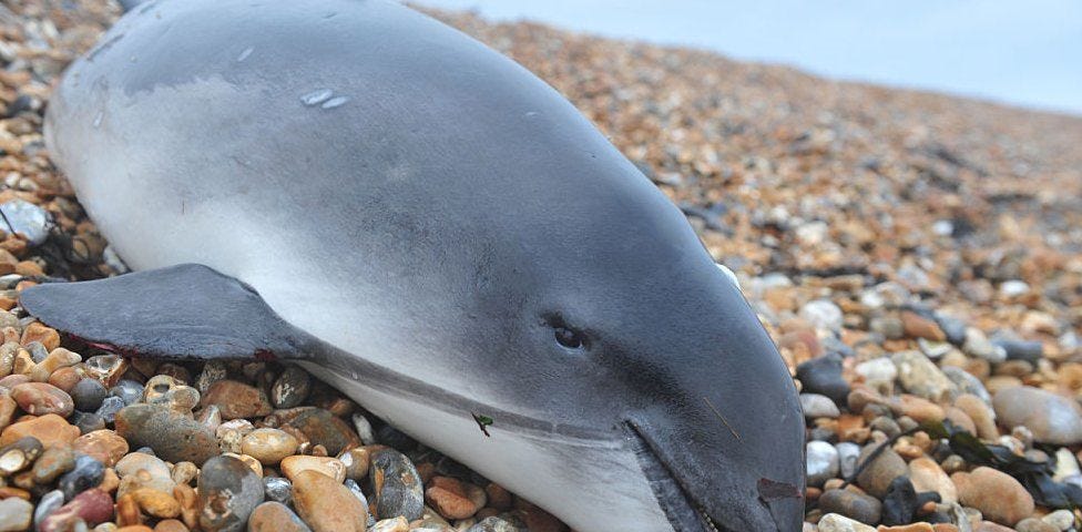 Beached Harbour Porpoise in distress