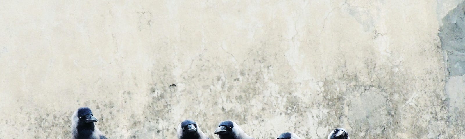 a gray day in background, five black crows stand on a cement ledge