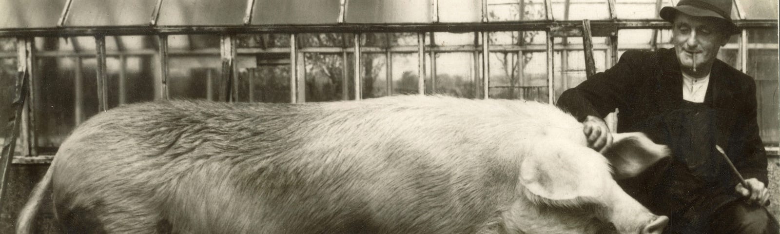 Huge white pig with old farmer in black sitting by its head.