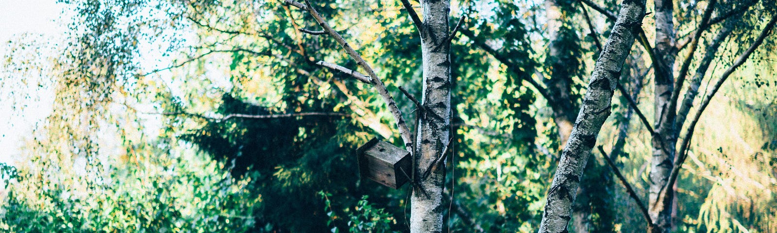 bunch of trees with white bark in a forest. tall grass surrounds them