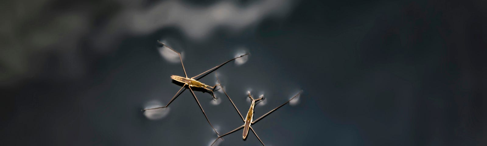 Photograph of a pair of golden-brown pond skaters (or water bugs, water skeeters) gliding across the surface of a dark-looking pond.