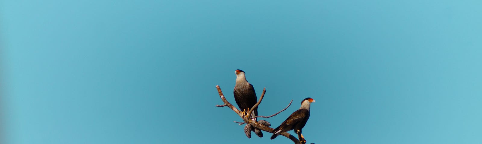 two birds on a dead tree against a blue sky