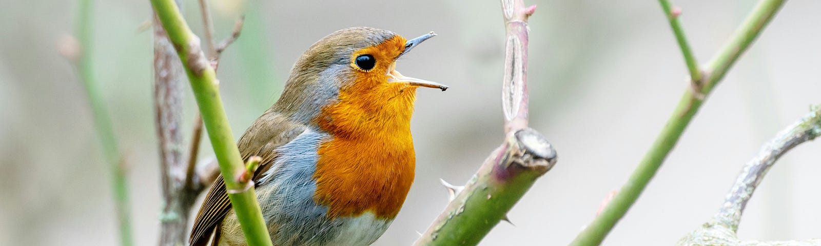A robin singing perched on a branch.