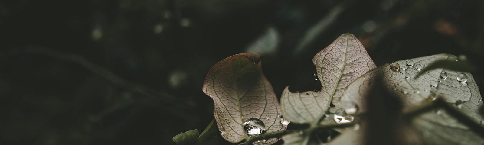 close-up photo of a few drops of dew on a slightly wilted leaf.