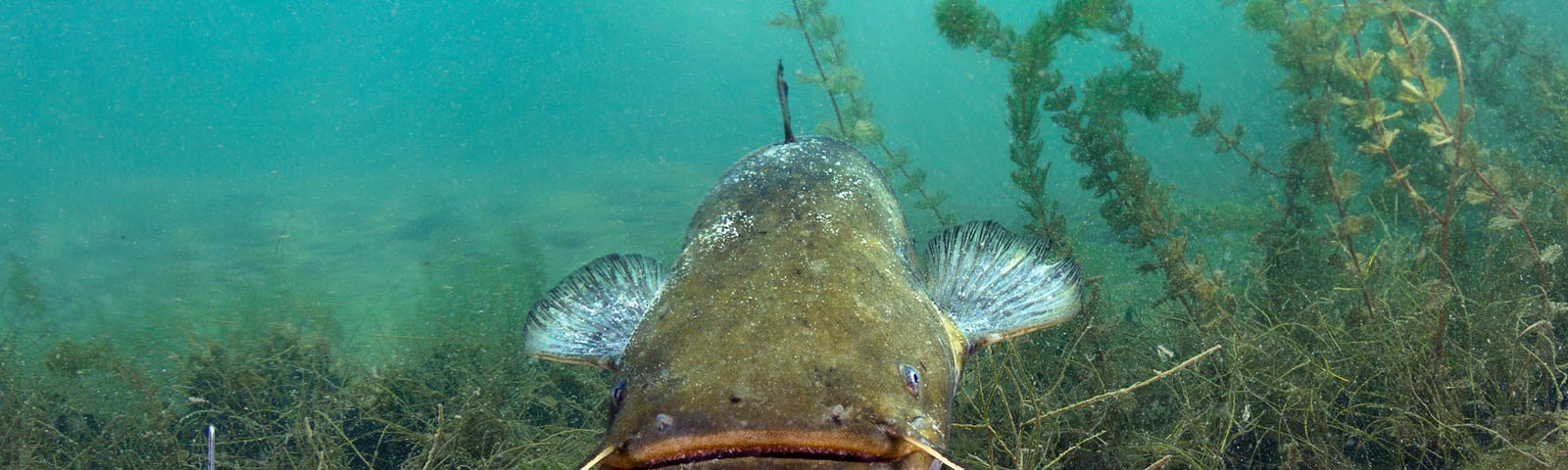 A big fat brown and green catfish