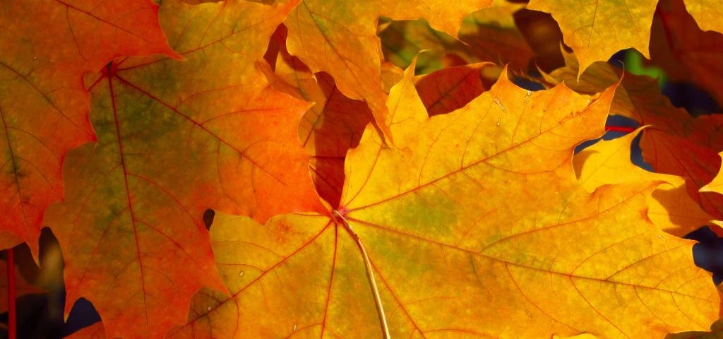 a close-up of a few colorful maple leaves