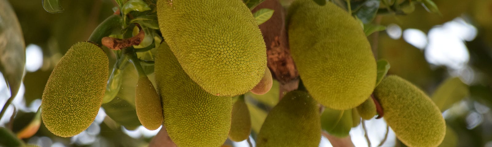 What is Jackfruit? Here’s what you should know