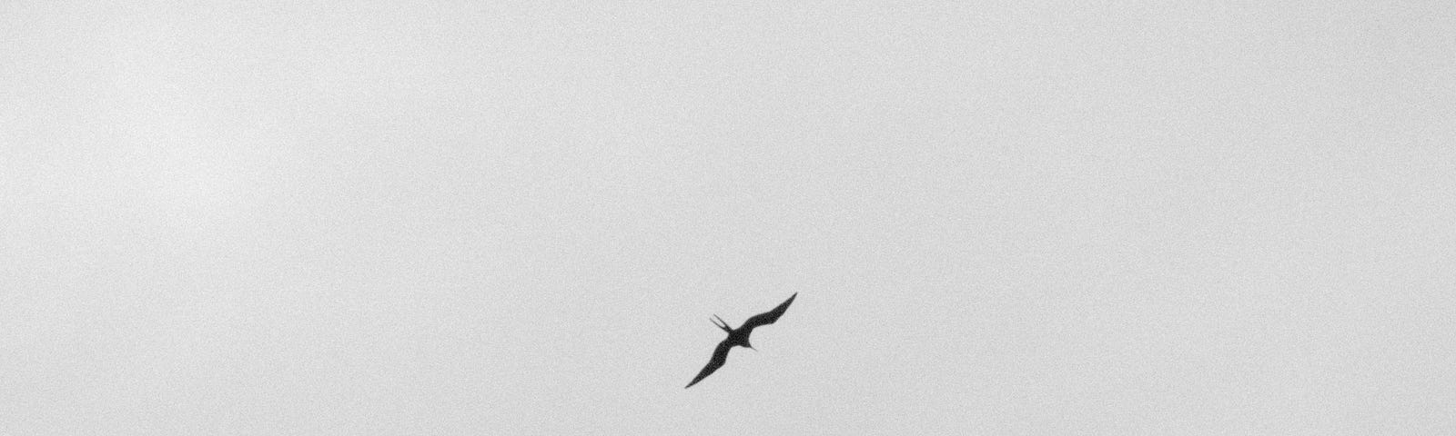 A lonely bird flies in the vast empty sky.