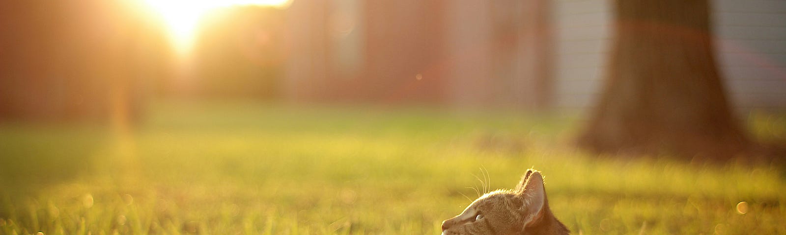 A tabby cat sits waiting on a green lawn, looking up at the activity of birds and hoping one will land on the ground where he/she is.