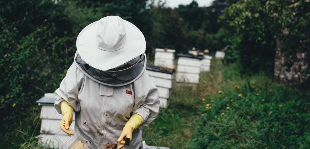 A beekeeper tending to a beehive box