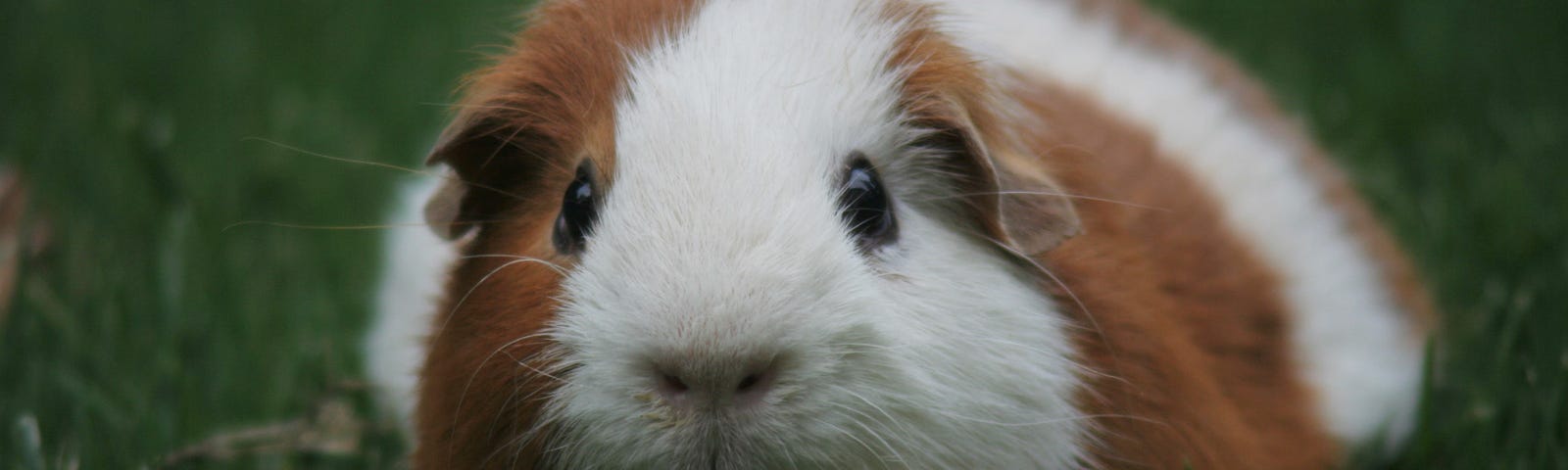 White guinea pig with thick brown stripes sits in some green grass with a carrot under it’s chin.