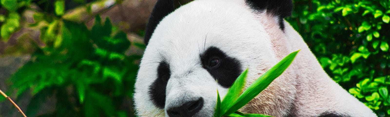 A giant panda eating bamboo.