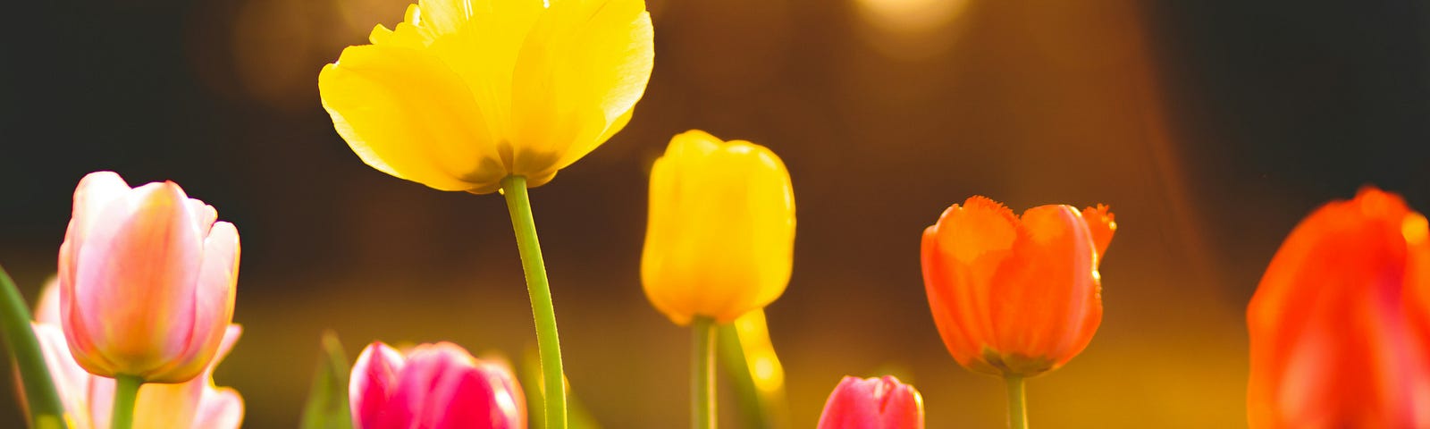 Close-up of yellow, red, and orange tulips. Sunlight streaming through.