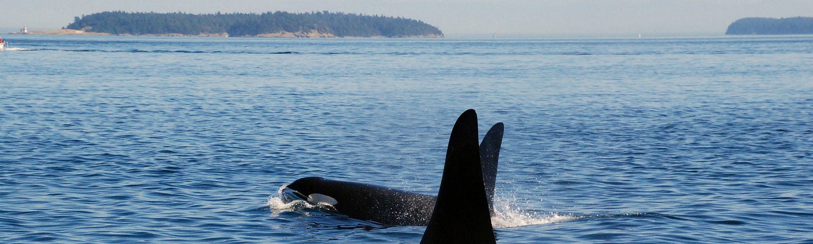 L's and K's headed northeast into the Strait of Georgia where they would meet up with most of the rest of the Southern Residents headed in the opposite direction creating a "superpod." Photo taken from the sandstone shores of East Point, Saturna Island, looking due east towards Patos Island and Mt. Baker.