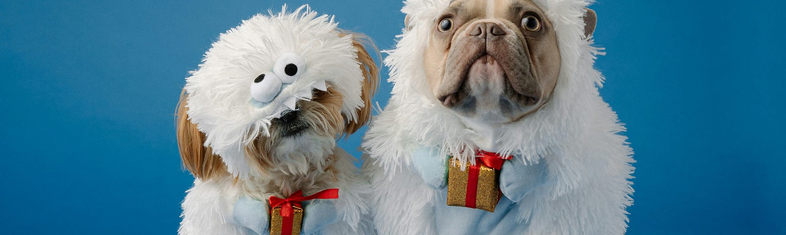 Two small dogs wearing fluffy white cute outfits