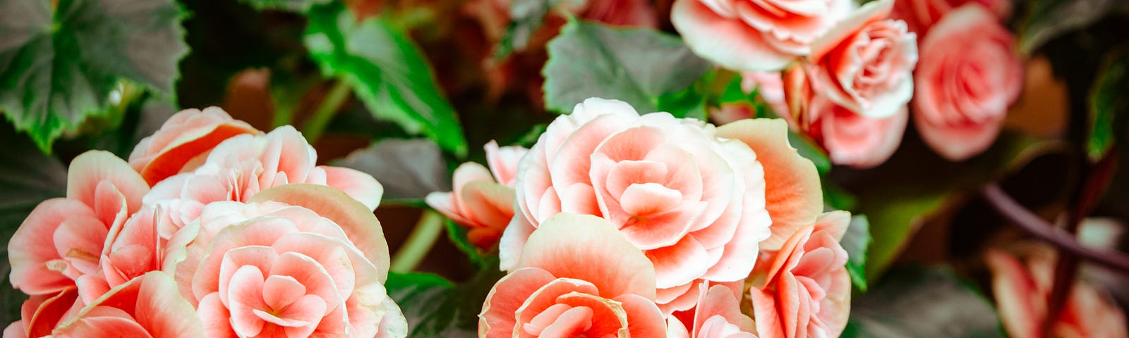 Coral-coloured roses in a garden.