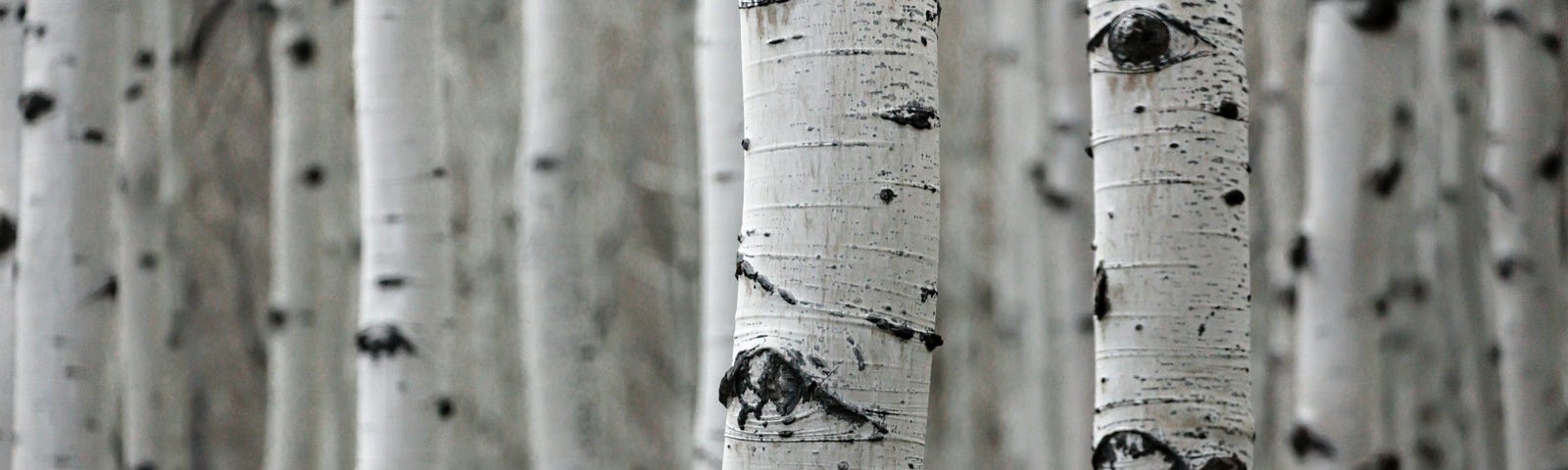 Row upon row of thin white and black poplar trees, some so close together you can barely walk through them.