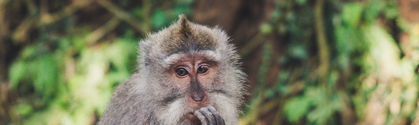Here is a photo of a contemplative monkey in deep thought. An adorable picture indeed!
