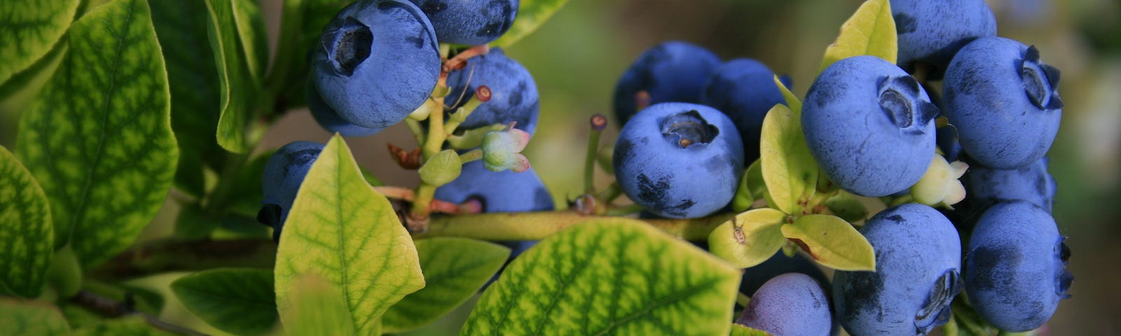 mint poetry blueberry spell