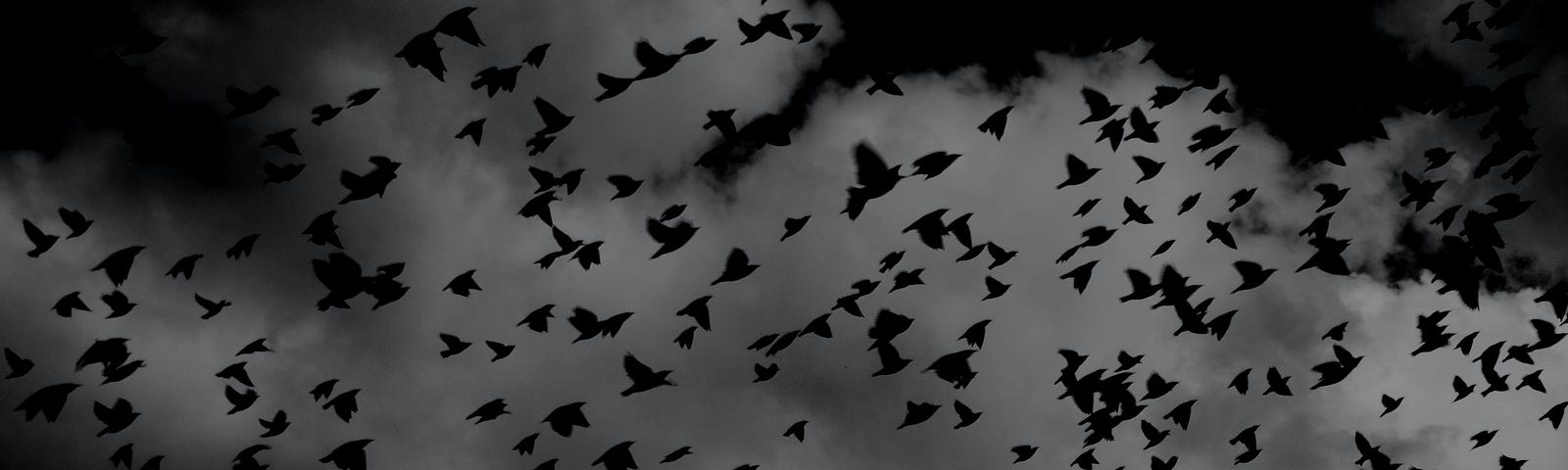 Flock of birds, black and white
