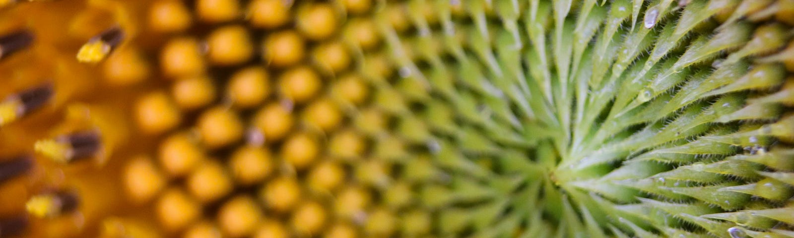 Natural fibonacci sequence occurring in a sunflower.