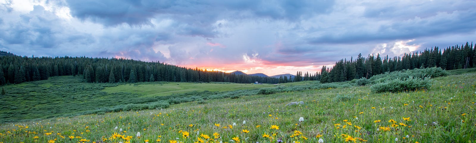 Beautiful rolling meadow with lots of green, dappled with yellow flowers but only a few red ones. A cloudy sky with light showing in the far background.