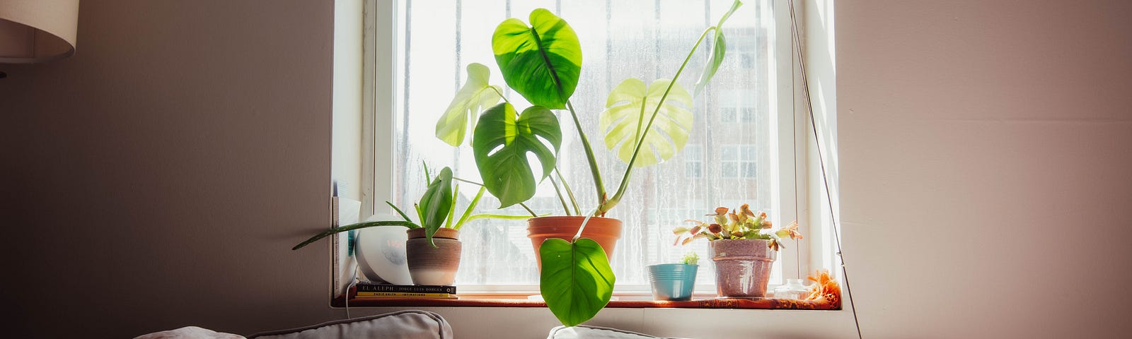 A sleeping person entirely covered up in pale sheets in bed. A plant decorates the window in the room.