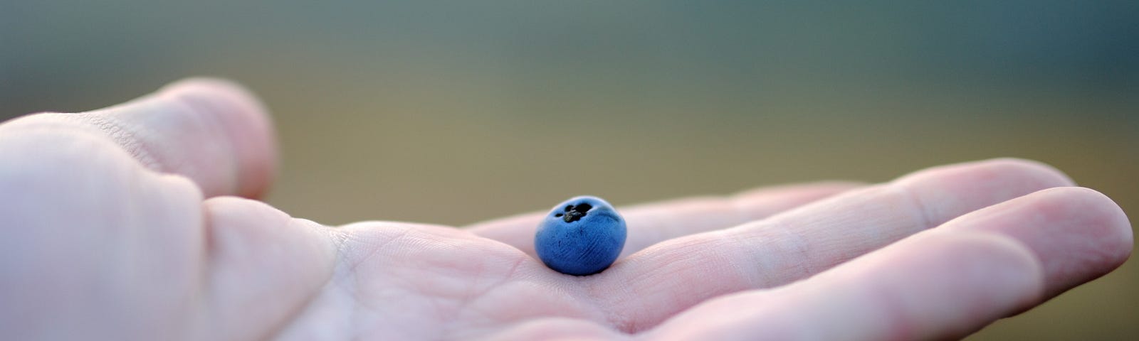 An open hand holding a blueberry.