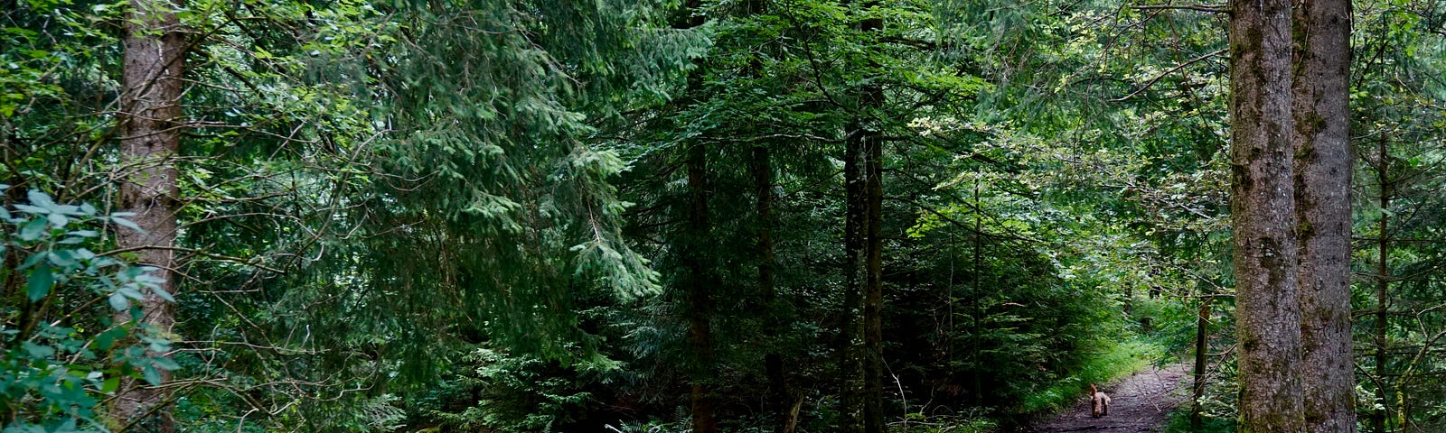 A beautiful forest path that diverges