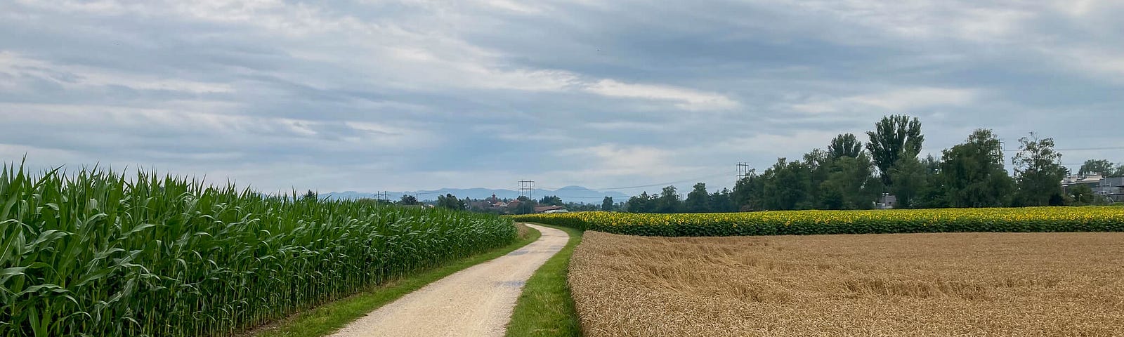 Gravel path running between a cornfield and a wheatfield