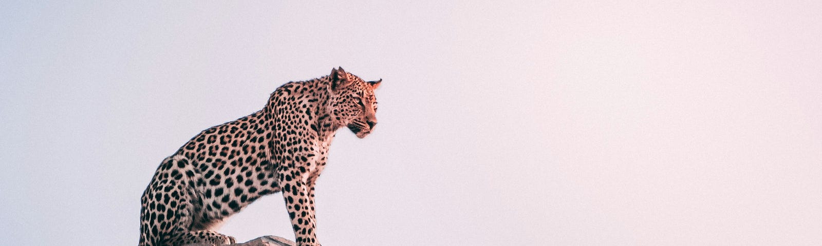 Photo of a leopard on a hill via Al text on Medium