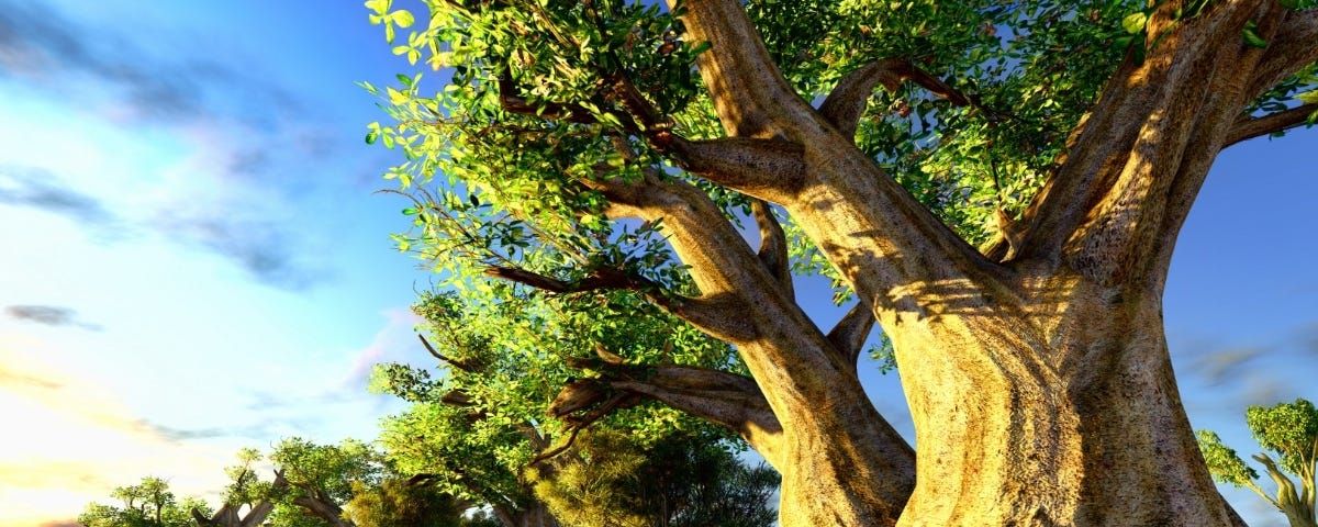 Baobab tree in the African sun