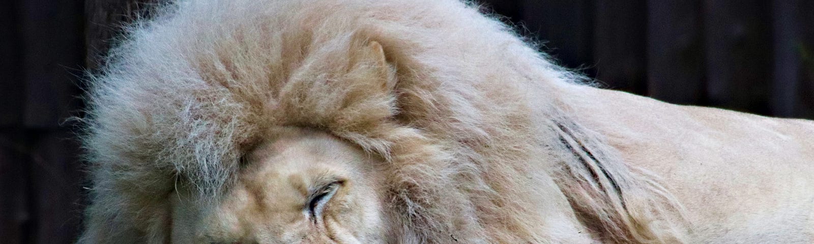 lion sleeping with its tongue hanging out;