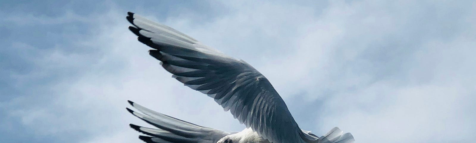 A dove in mid-flight