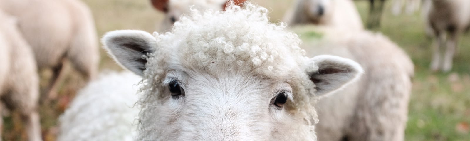 Start Sleeping Better with These 3 Ideas from Sleep Research Counting sheep isn’t one of them