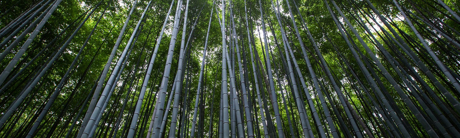 A forest of bamboo — Ruth Boukhari