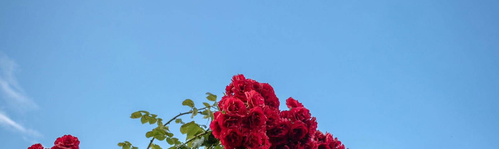 A low angle view of a red rose bloom in a garden with a clear blue sky in the background.