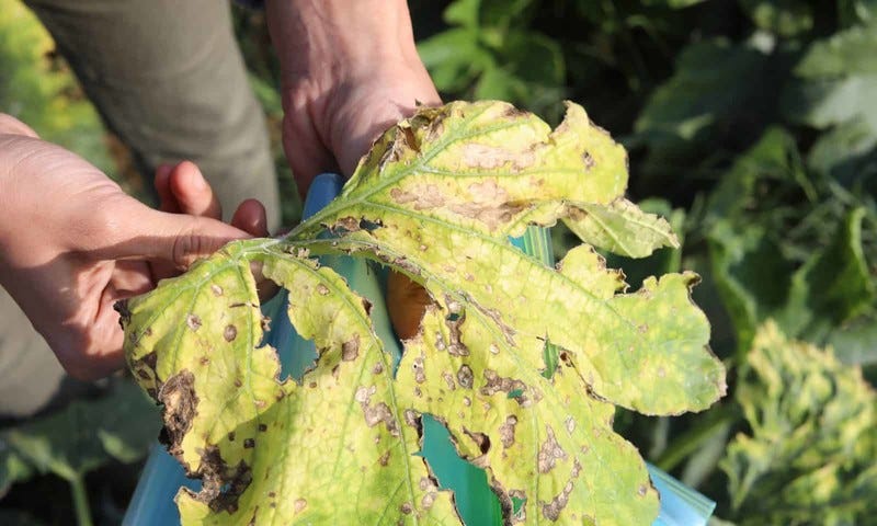 Miles de hectáreas de tierras agrícolas de Gaza han sido dañadas por las fumigaciones aéreas de herbicidas llevadas a cabo por Israel. (Foto: Arquitectura Forense)